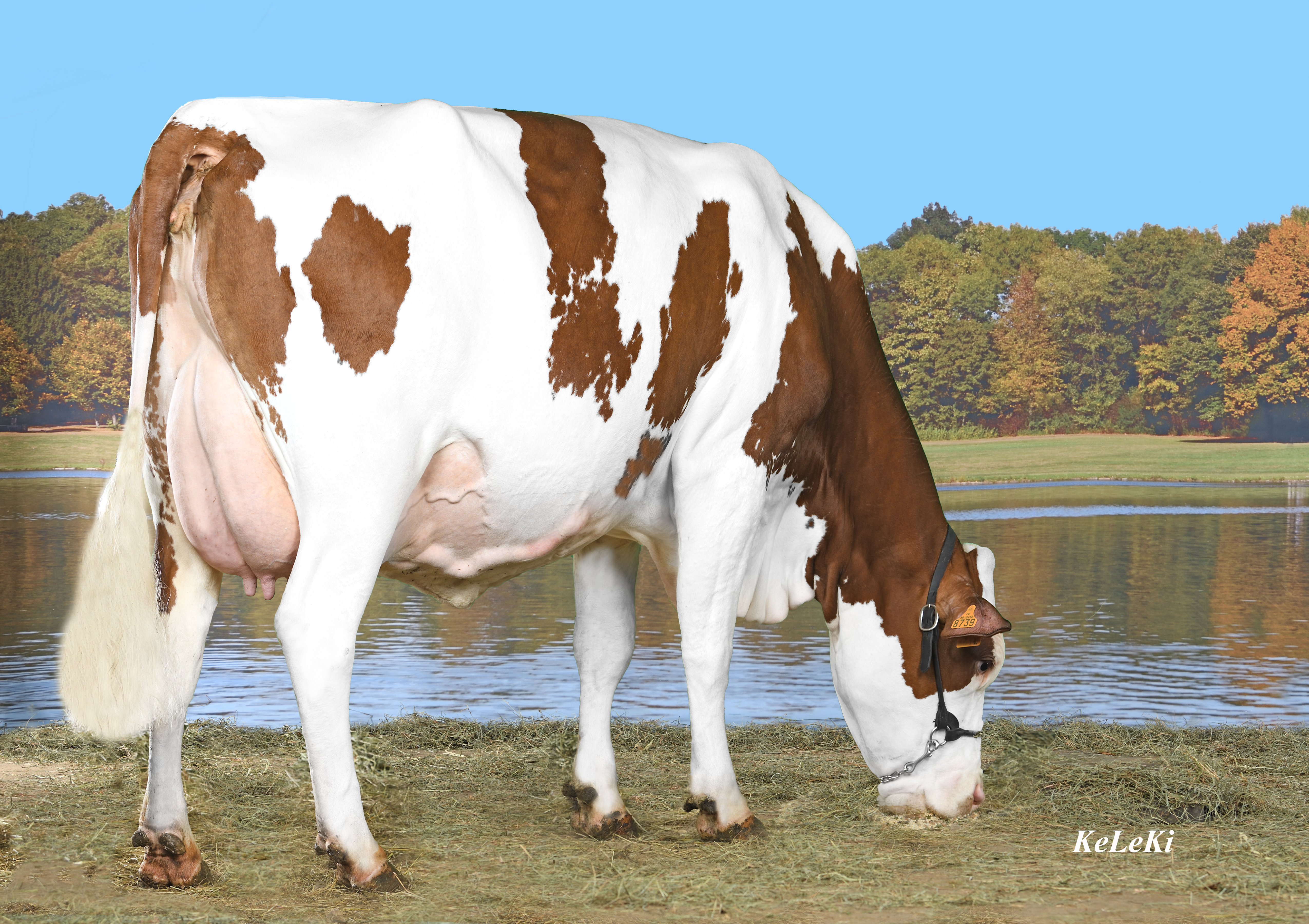 A professional photo of a Montbeliarde cow